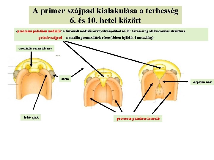 A primer szájpad kialakulása a terhesség 6. és 10. hetei között -processus palatinus medialis: