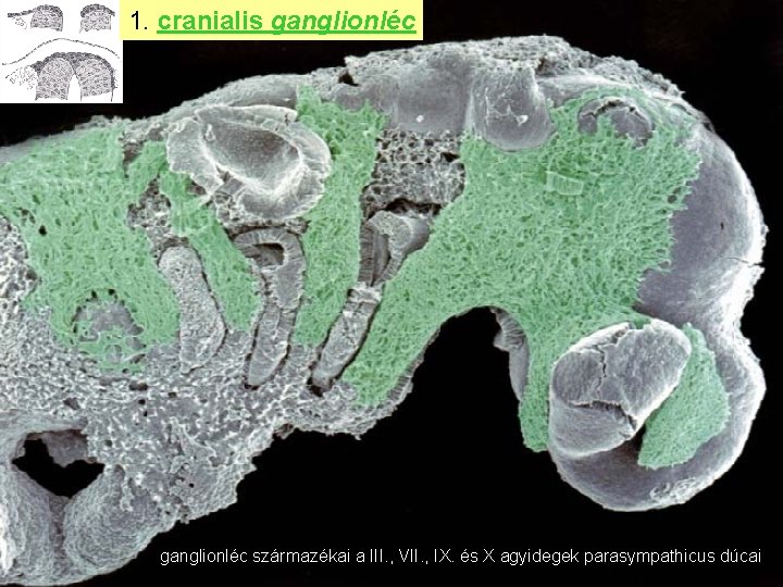 1. cranialis ganglionléc származékai a III. , VII. , IX. és X agyidegek parasympathicus