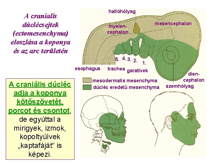 hallóhólyag A cranialis dúclécsejtek (ectomesenchyma) eloszlása a koponya és az arc területén 5. 4.