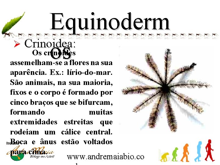 Equinoderm Ø Crinoidea: os Os crinóides assemelham-se a flores na sua aparência. Ex. :