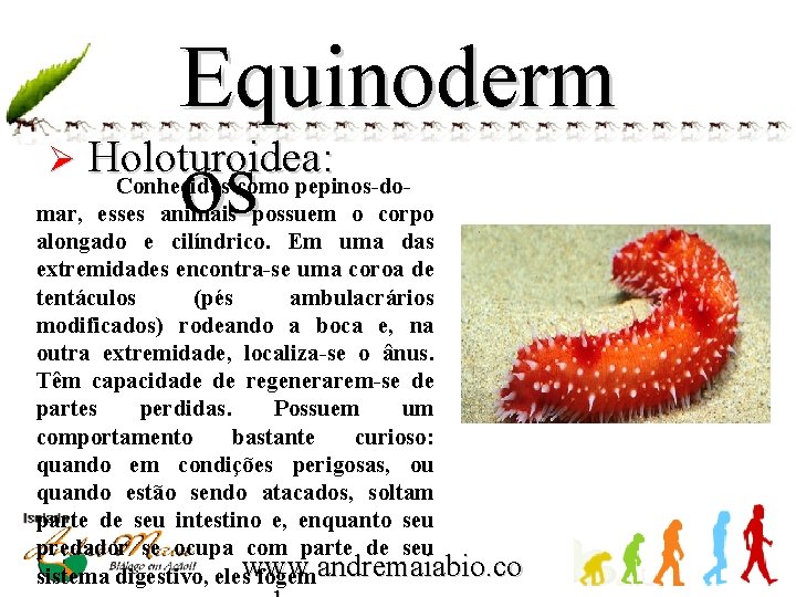 Equinoderm Ø Holoturoidea: os Conhecidos como pepinos-domar, esses animais possuem o corpo alongado e