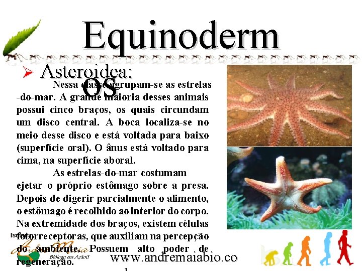 Equinoderm Ø Asteroidea: os Nessa classe agrupam-se as estrelas -do-mar. A grande maioria desses