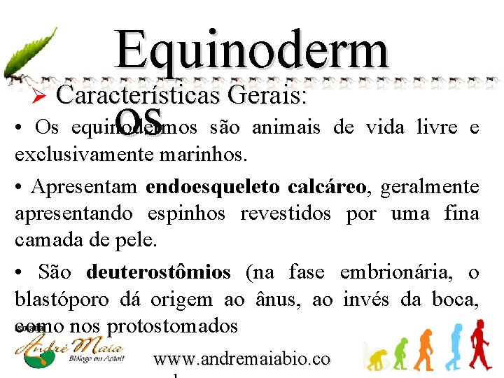 Equinoderm Ø Características Gerais: • os Os equinodermos são animais de vida livre e