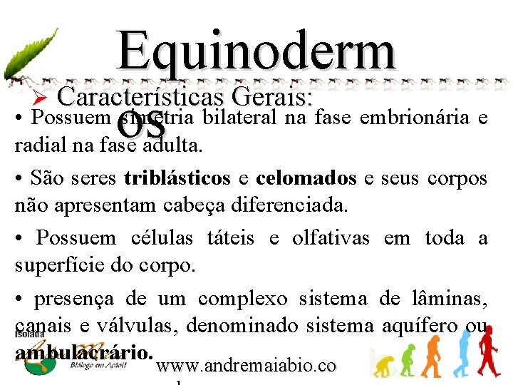 Equinoderm Ø Características Gerais: • os Possuem simetria bilateral na fase embrionária e radial