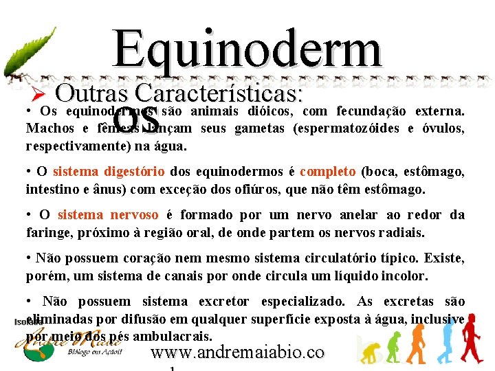 Equinoderm Ø Outras Características: os • Os equinodermos são animais dióicos, com fecundação externa.
