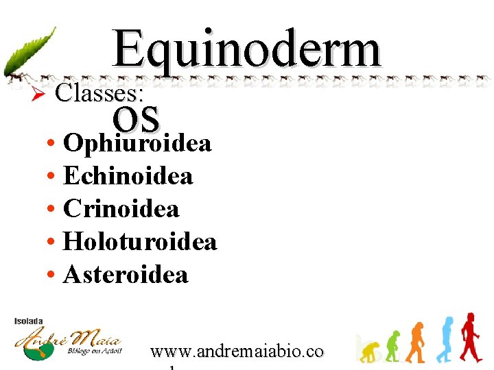 Equinoderm Ø Classes: os • Ophiuroidea • Echinoidea • Crinoidea • Holoturoidea • Asteroidea