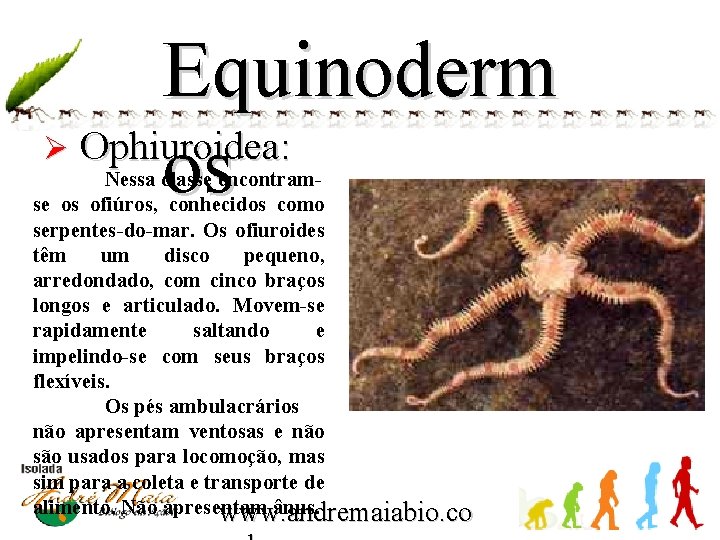 Equinoderm Ø Ophiuroidea: os Nessa classe encontramse os ofiúros, conhecidos como serpentes-do-mar. Os ofiuroides