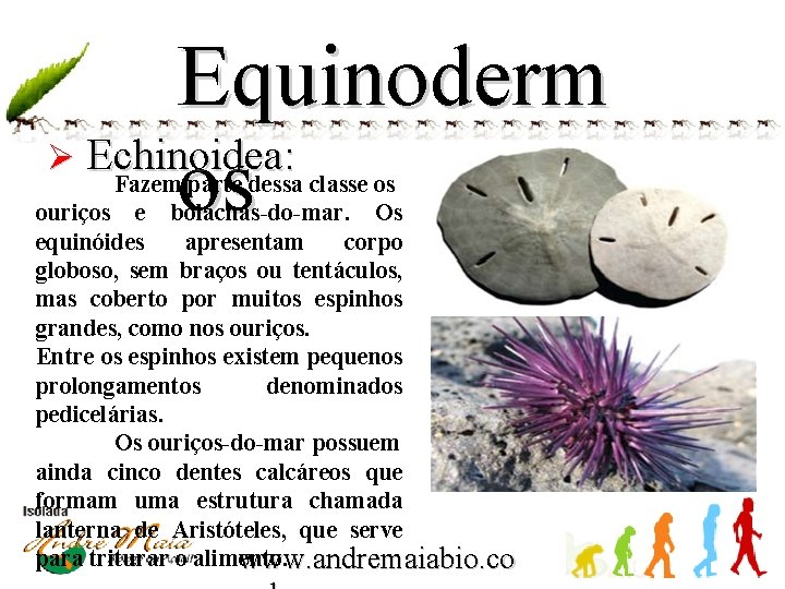 Equinoderm Ø Echinoidea: os Fazem parte dessa classe os ouriços e bolachas-do-mar. Os equinóides