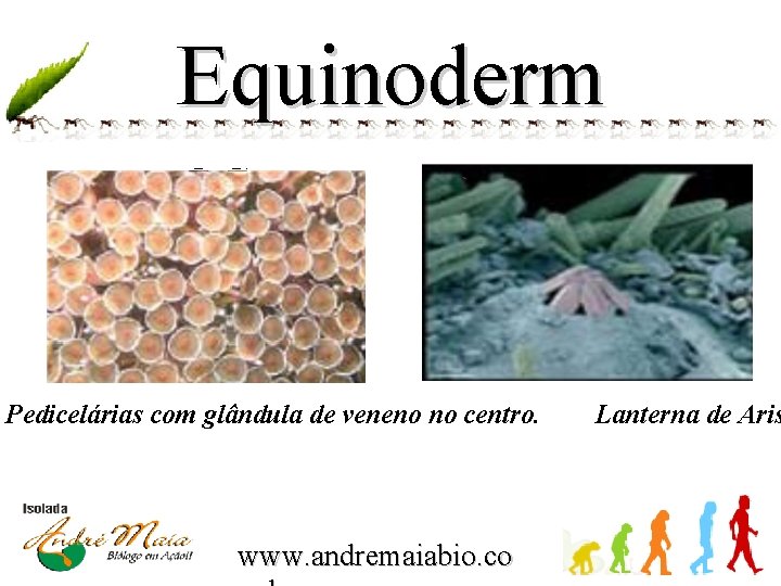 Equinoderm os Pedicelárias com glândula de veneno no centro. www. andremaiabio. co Lanterna de