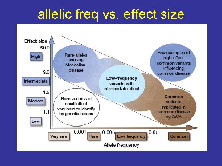 allelic freq vs. effect size 