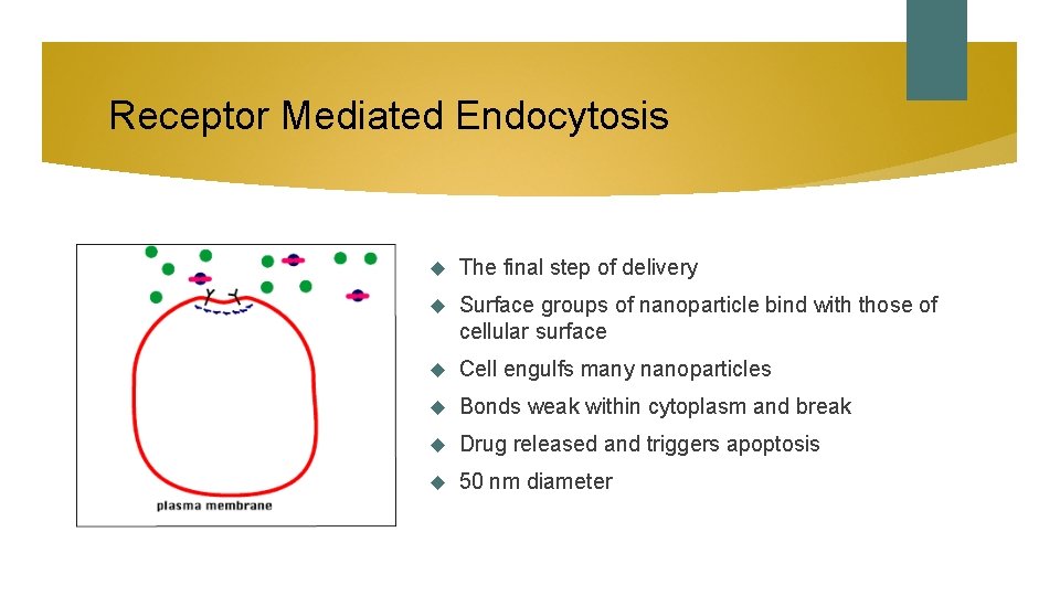Receptor Mediated Endocytosis The final step of delivery Surface groups of nanoparticle bind with