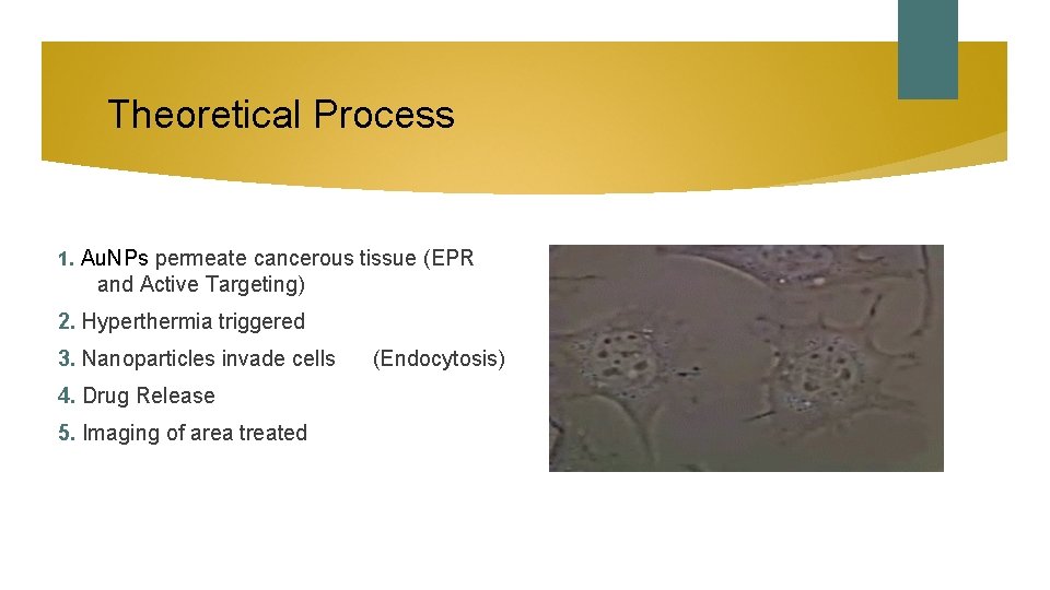 Theoretical Process 1. Au. NPs permeate cancerous tissue (EPR and Active Targeting) 2. Hyperthermia