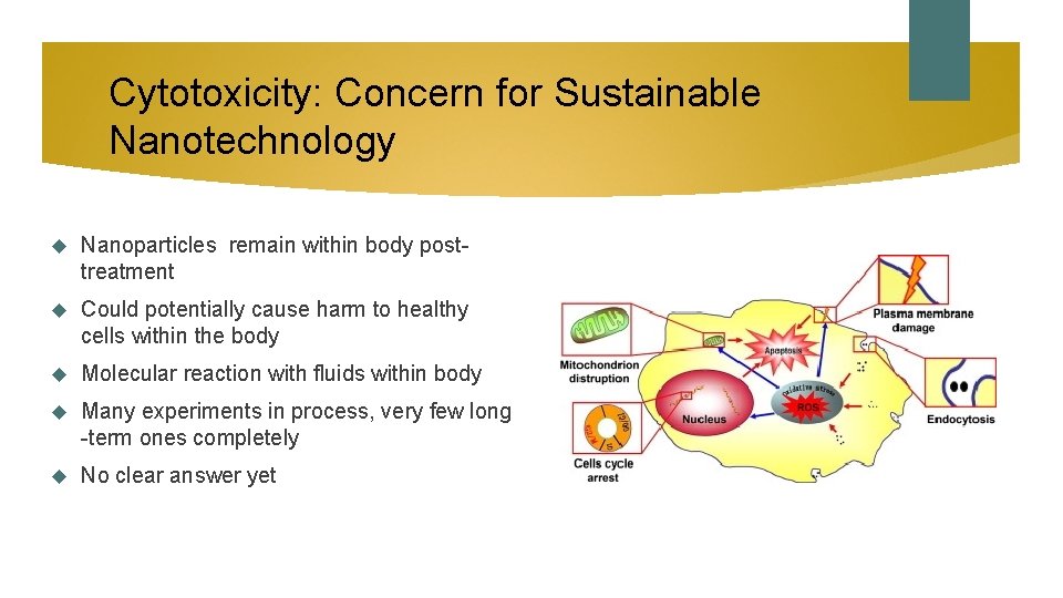 Cytotoxicity: Concern for Sustainable Nanotechnology Nanoparticles remain within body posttreatment Could potentially cause harm