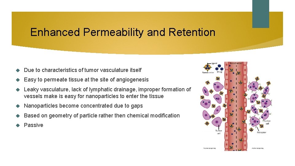 Enhanced Permeability and Retention Due to characteristics of tumor vasculature itself Easy to permeate