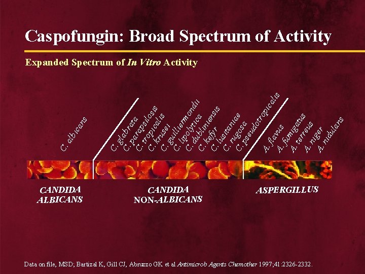 Caspofungin: Broad Spectrum of Activity CANDIDA ALBICANS C. g C. labr pa ata C.