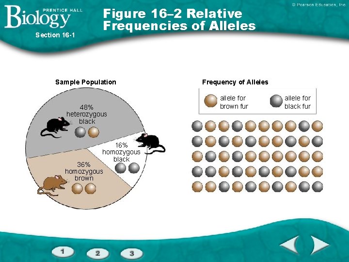 Section 16 -1 Figure 16– 2 Relative Frequencies of Alleles Sample Population 48% heterozygous