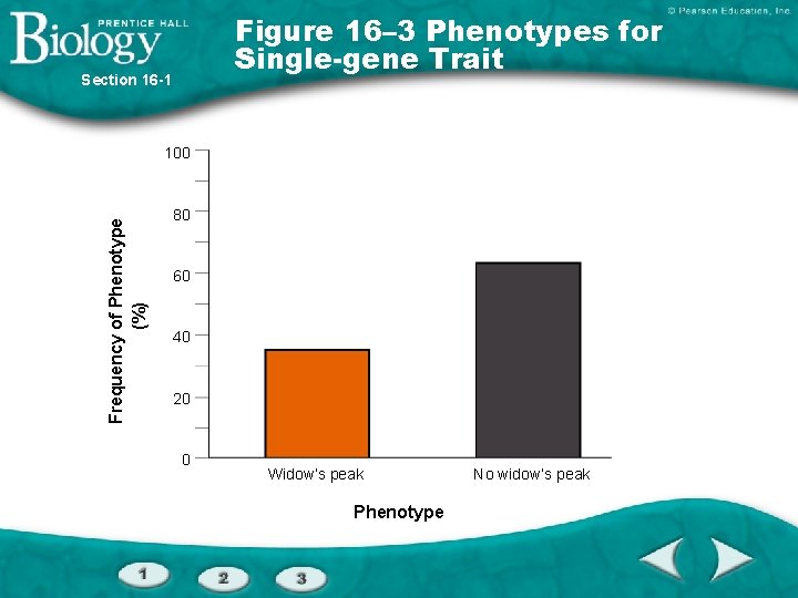 Figure 16– 3 Phenotypes for Single-gene Trait Section 16 -1 Frequency of Phenotype (%)