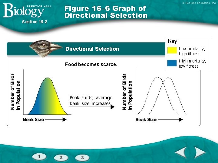 Section 16 -2 Figure 16– 6 Graph of Directional Selection Key Directional Selection Food