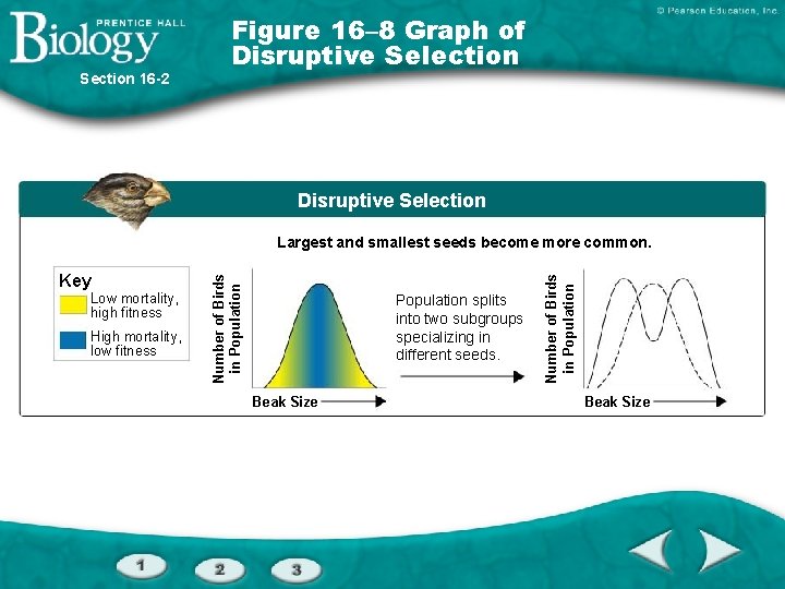 Section 16 -2 Figure 16– 8 Graph of Disruptive Selection Low mortality, high fitness