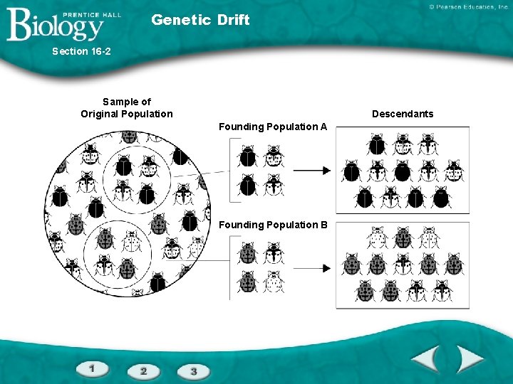 Genetic Drift Section 16 -2 Sample of Original Population Descendants Founding Population A Founding