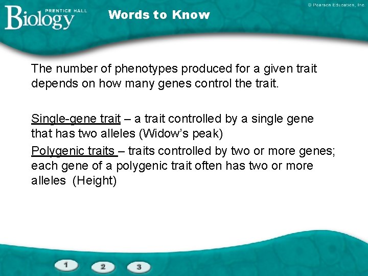 Words to Know The number of phenotypes produced for a given trait depends on