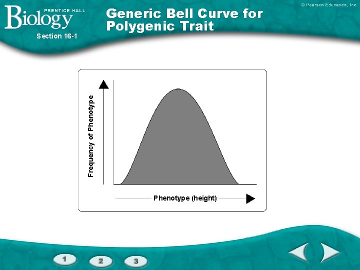 Generic Bell Curve for Polygenic Trait Frequency of Phenotype Section 16 -1 Phenotype (height)