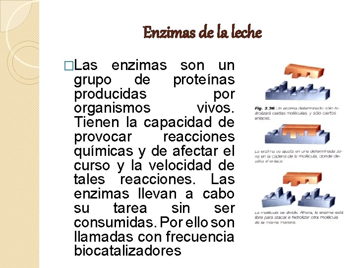 Enzimas de la leche �Las enzimas son un grupo de proteínas producidas por organismos