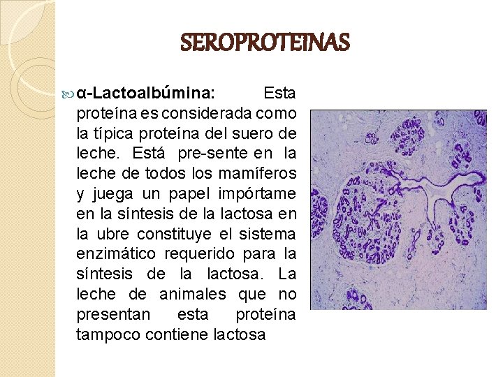 SEROPROTEINAS α-Lactoalbúmina: Esta proteína es considerada como la típica proteína del suero de leche.