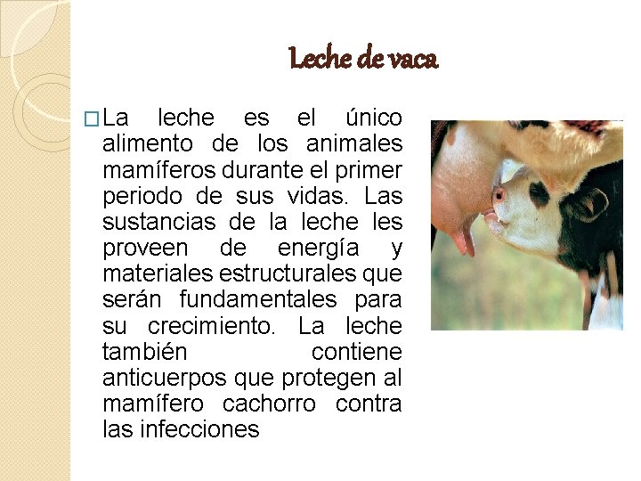 Leche de vaca �La leche es el único alimento de los animales mamíferos durante