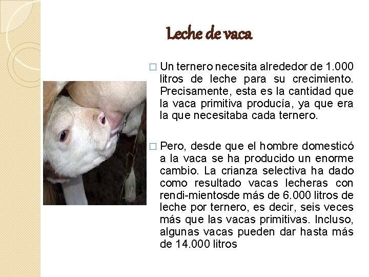 Leche de vaca � Un ternero necesita alrededor de 1. 000 litros de leche