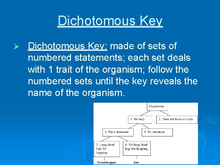 Dichotomous Key Ø Dichotomous Key: made of sets of numbered statements; each set deals