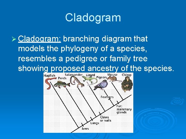 Cladogram Ø Cladogram: branching diagram that models the phylogeny of a species, resembles a