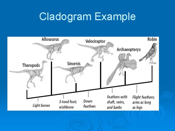 Cladogram Example 