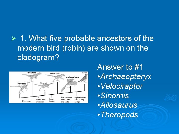 Ø 1. What five probable ancestors of the modern bird (robin) are shown on