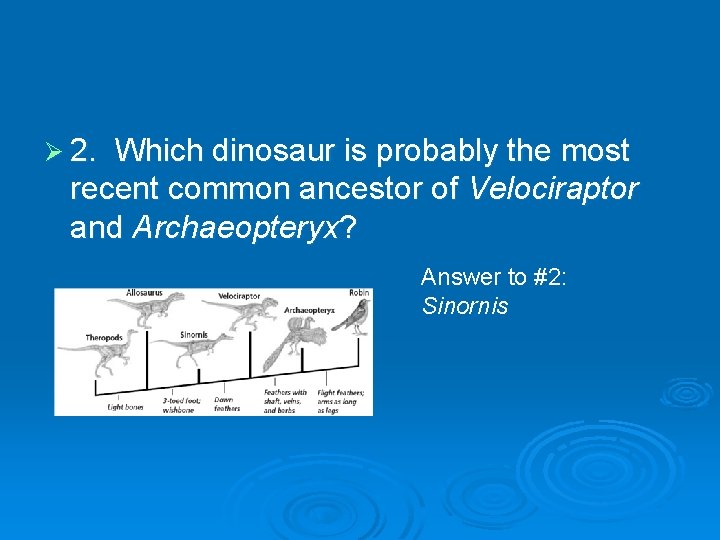 Ø 2. Which dinosaur is probably the most recent common ancestor of Velociraptor and