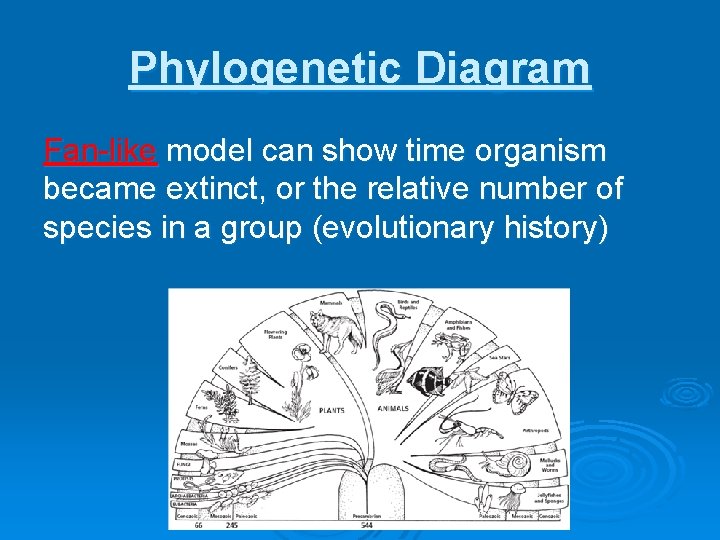 Phylogenetic Diagram Fan-like model can show time organism became extinct, or the relative number