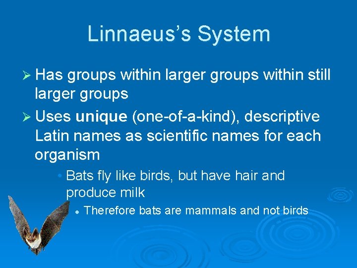 Linnaeus’s System Ø Has groups within larger groups within still larger groups Ø Uses