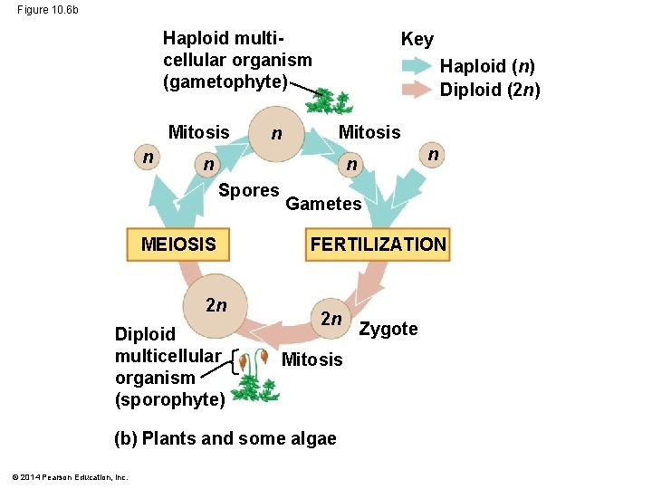 Figure 10. 6 b Haploid multicellular organism (gametophyte) Mitosis n Key Haploid (n) Diploid