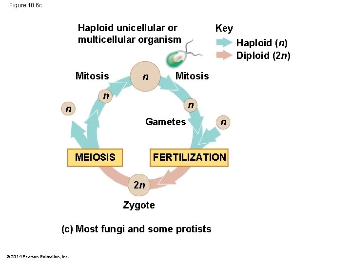 Figure 10. 6 c Haploid unicellular or multicellular organism Mitosis Key Haploid (n) Diploid