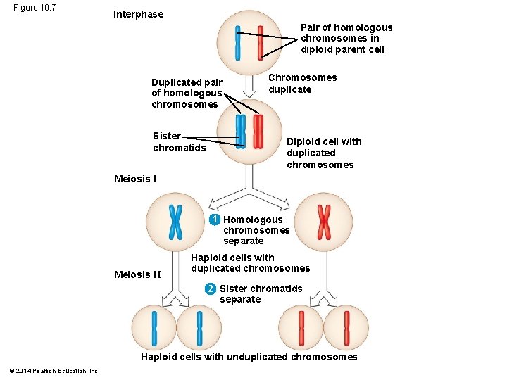 Figure 10. 7 Interphase Pair of homologous chromosomes in diploid parent cell Chromosomes duplicate