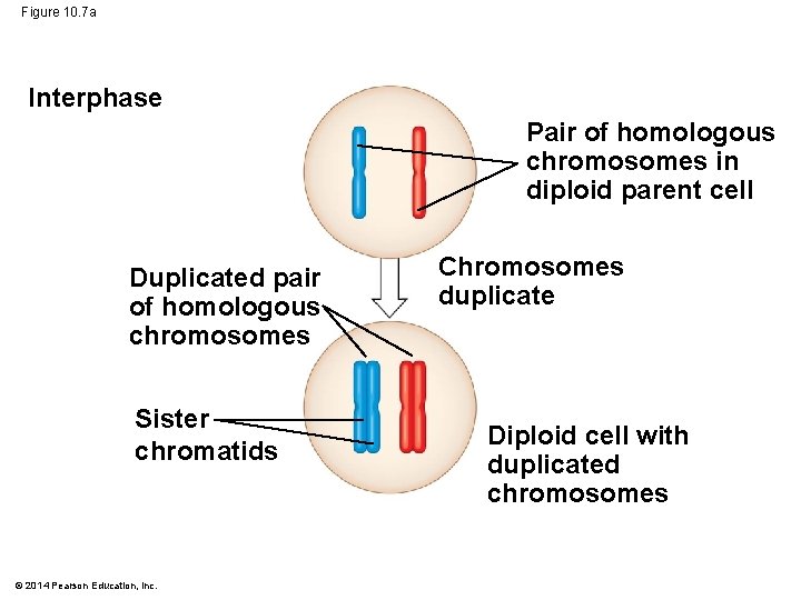 Figure 10. 7 a Interphase Pair of homologous chromosomes in diploid parent cell Duplicated
