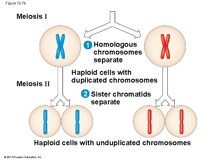 Figure 10. 7 b Meiosis I 1 Homologous chromosomes separate Meiosis II Haploid cells