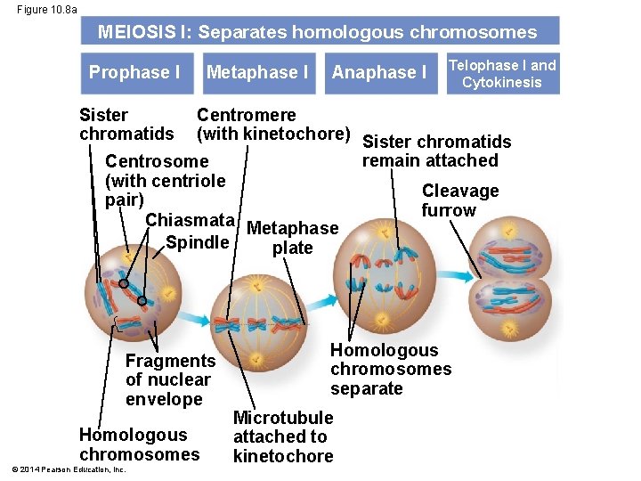 Figure 10. 8 a MEIOSIS I: Separates homologous chromosomes Prophase I Metaphase I Anaphase