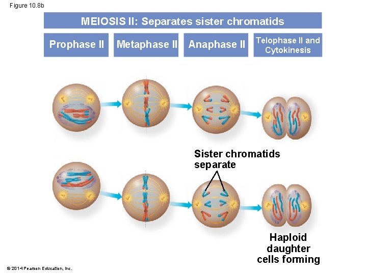 Figure 10. 8 b MEIOSIS II: Separates sister chromatids Prophase II Metaphase II Anaphase