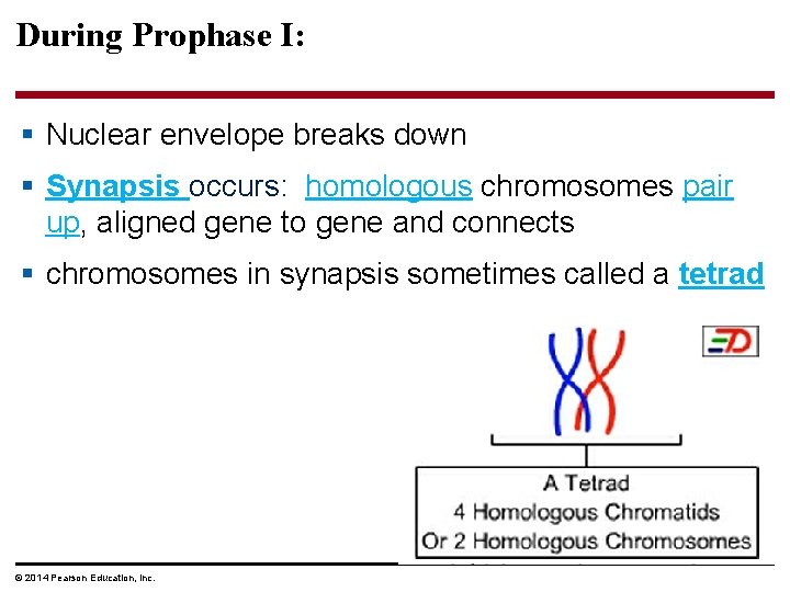 During Prophase I: § Nuclear envelope breaks down § Synapsis occurs: homologous chromosomes pair