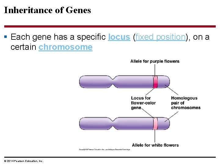 Inheritance of Genes § Each gene has a specific locus (fixed position), on a