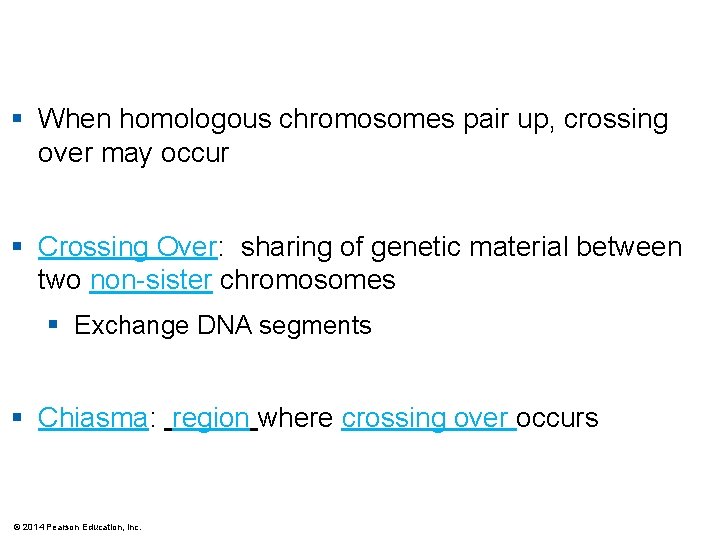 § When homologous chromosomes pair up, crossing over may occur § Crossing Over: sharing