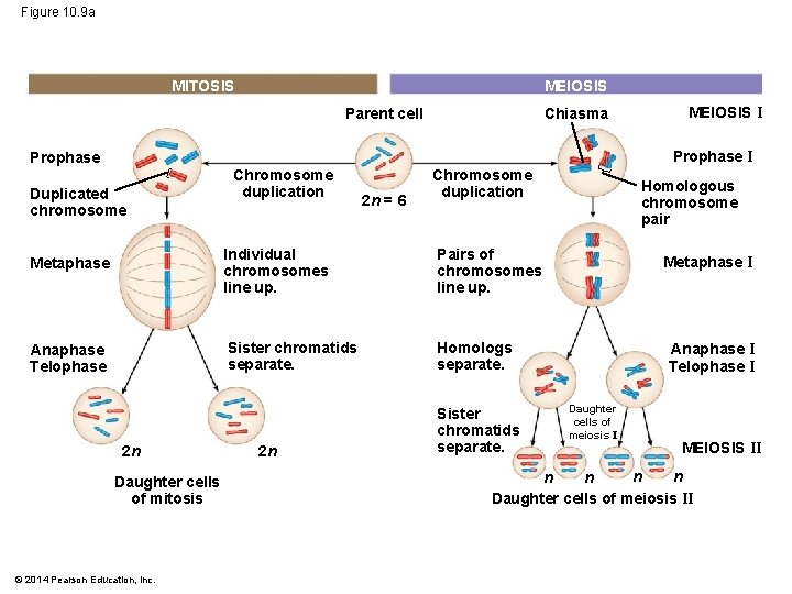 Figure 10. 9 a MITOSIS MEIOSIS Parent cell Chiasma MEIOSIS I Prophase Duplicated chromosome