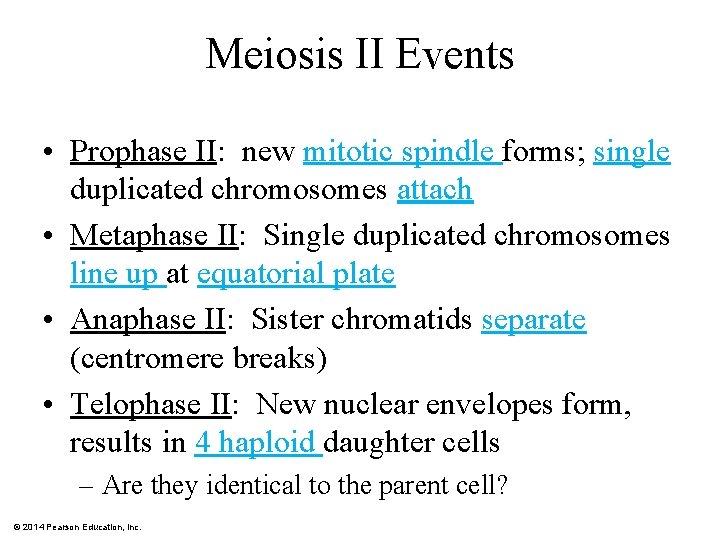 Meiosis II Events • Prophase II: new mitotic spindle forms; single duplicated chromosomes attach