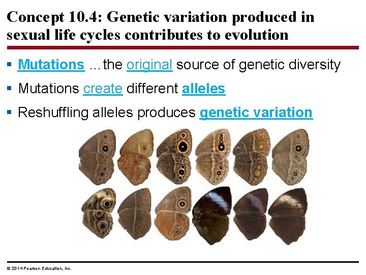 Concept 10. 4: Genetic variation produced in sexual life cycles contributes to evolution §